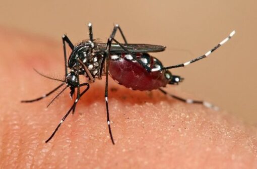 Dengue 2026: O Brasil sob alerta e o impasse das vacinas